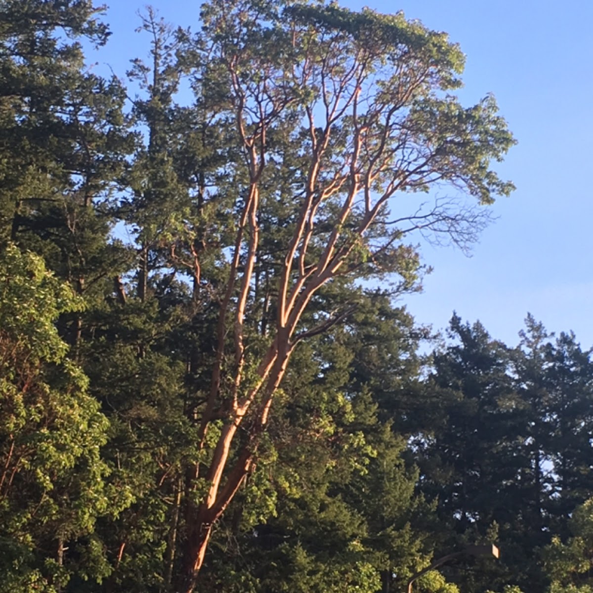 Madrone tree