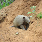 Giant armadillo