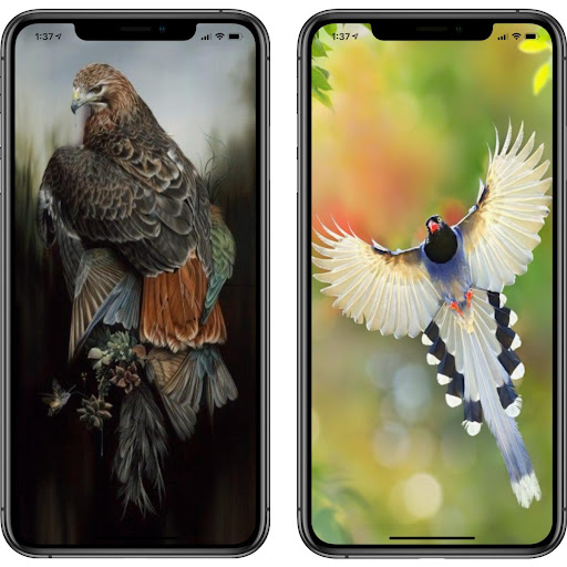 Wallpaper Eagle - Wallpaper HD 4K