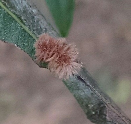 Oak Fuzzy Bead Gall