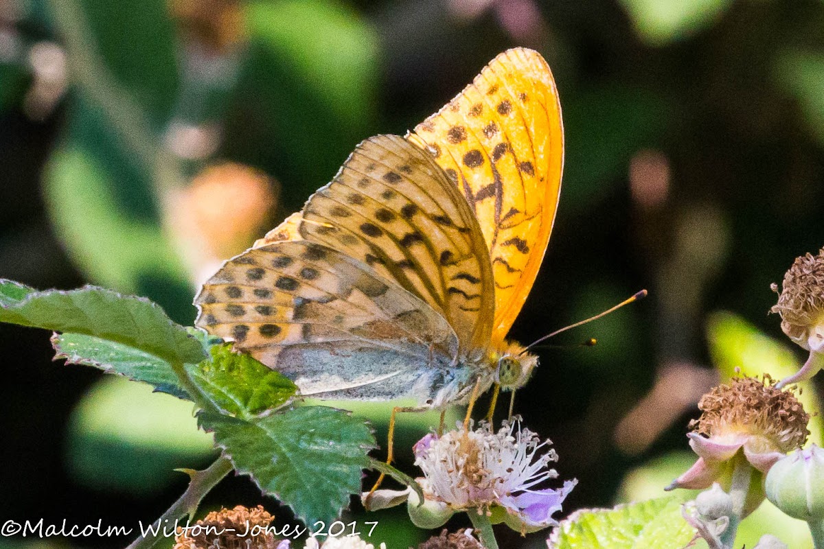 Silver-washed Fritillary