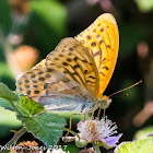 Silver-washed Fritillary