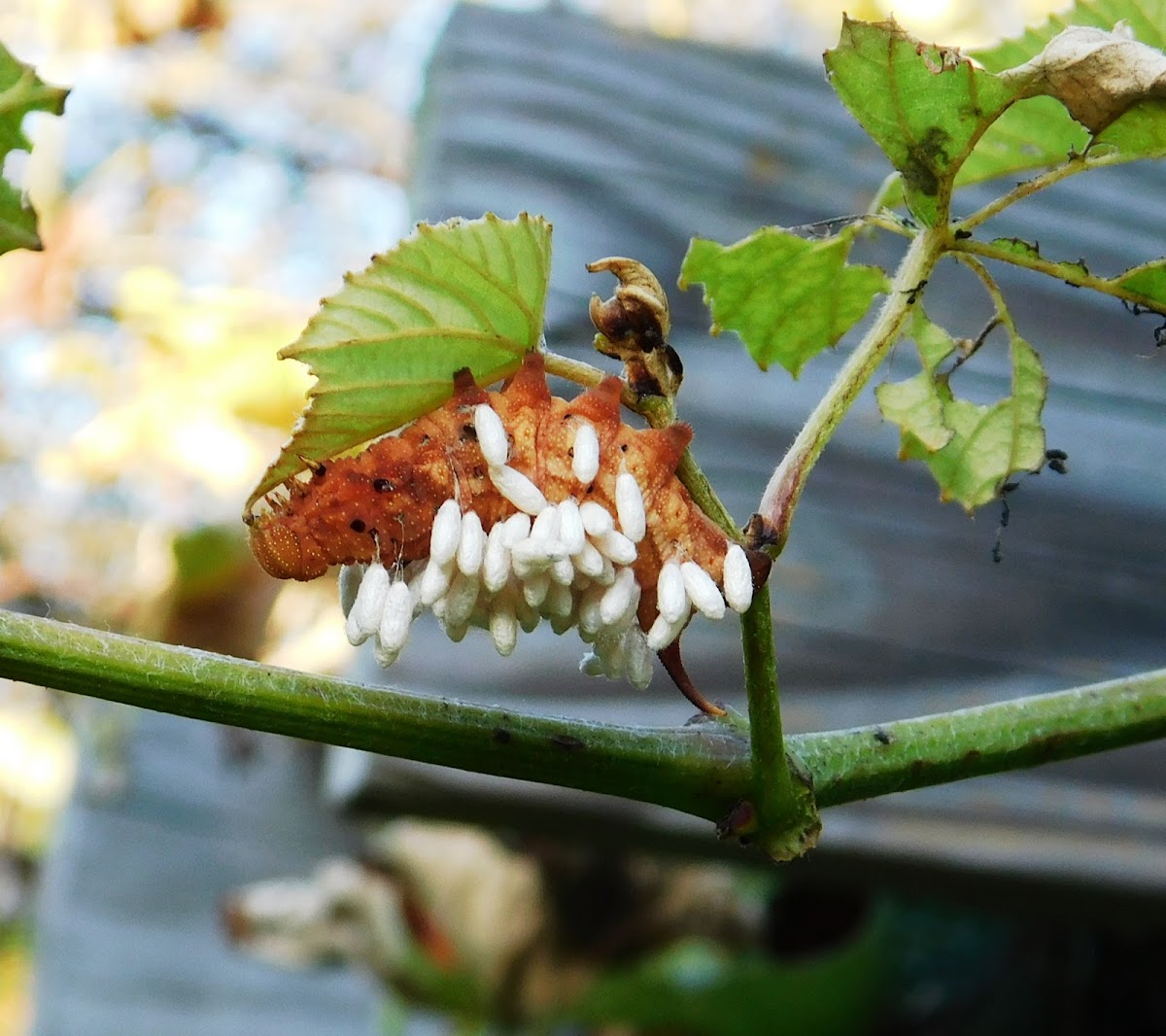 Virginia Creeper Sphinx Moth (parasitized)