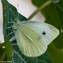 Small White