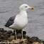 Lesser Black-backed Gull