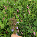 Ground Ivy