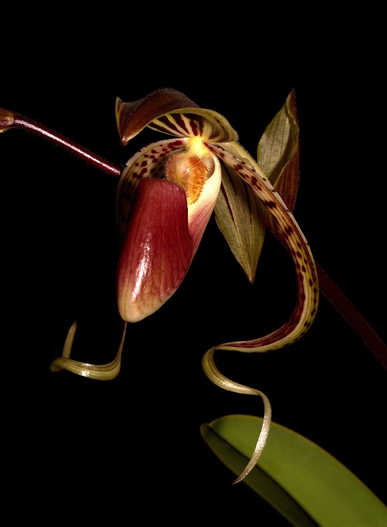 Paphiopedilum gigantifolium BQvMxAbFtsho-06bA1wDP_wujhcc6ZU7vmrPKxy9pvyfLCuDmIOK52BiCXZmcVz6QZ-xSg0_D-X-M5uUl0dRCZ36XpSFuq9I9J_WMQavTQTHWwW2zHNnFr8sh-InxRUCQ4DL2bzcwi89v6_Zi6xeLACnjQ5S4xHHDkEv3OeJsaN5NgE7MM1JWsI7j-C0_4Ggf04CkU2J_3z-4tE2uF7Ht5FrMk4Sq_mp5H54YcBEsewFZgWzSnqf6SJQPhdG50Yqziqe3zV1uAqGsQr_cpnaXawYDNSwWugcRbJwnDAFBtSTODMtN4bDYqpw_YhEqur7EdaMuO1w8SL-E0-_J6wtRnzo8tH-02bABTsOCn3hOT0QkyBOVDpgtDgqM1W5K1C1YhcdBJMcKxO6xfXZuC19AUuAveWWj-a2o_tc0GscVXt4xhTa9WWLuuOtm7A52yzlG06tEBZt48RBtUk0NV-EgJacbbRN32-UHEfAFWPCI9sYZ5z4cQCAZ0Hu0JWuzSqDcffNPYqmFCjJYstcelxFq1m2BNWlOH6QgsOIW3-7ClmTAfMZIzVeRog3PIAIfdSXofprysYPAMa3HlmyjCsCH8t5ukfNadCzsewAlymX4LkzlN6PU2G2P7-vCveGTiXkmzcNUmv3fu4O08KBBqknKVDip-5G7CUkqBPGHwV1Og=w790-h1074-no