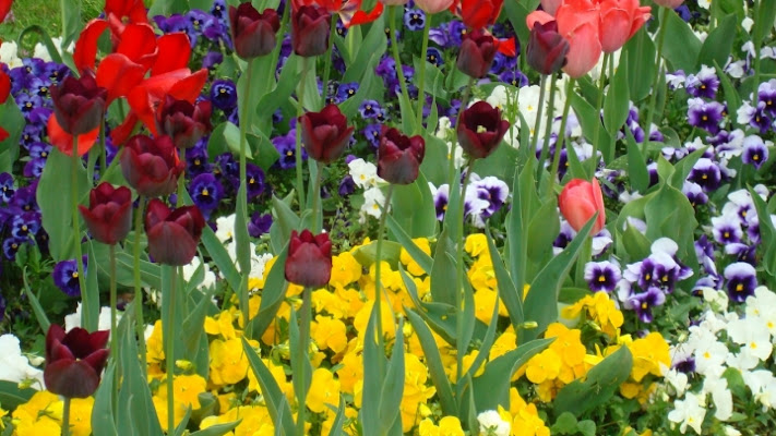 Varietà di colori di carlina