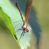 Neotropical Rubyspot