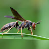 Northern Paper Wasp