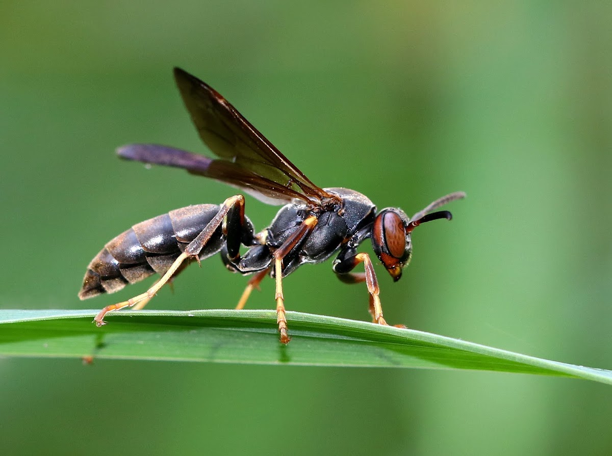 Northern Paper Wasp