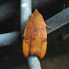 Oecophorine Moth