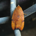 Oecophorine Moth