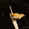 Summer Tanager