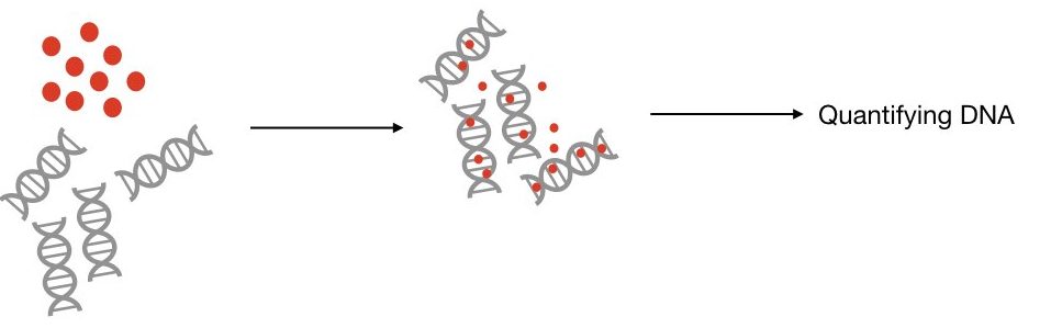 A comparative review between Qubit vs Nanodrop