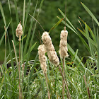 Reedmace