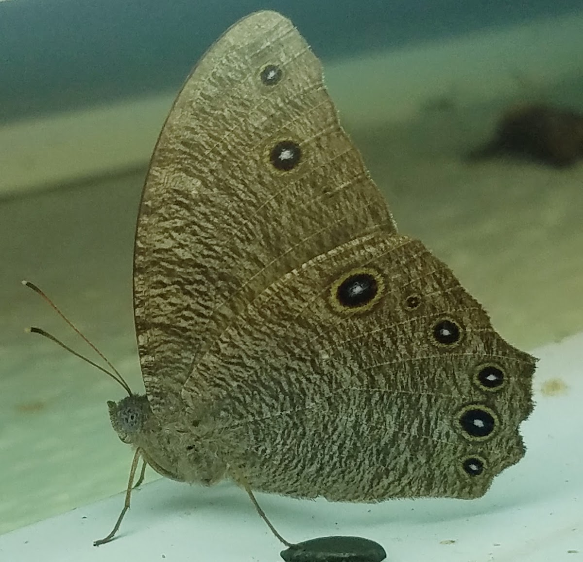 Common evening brown