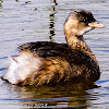 Little Grebe; Zampullín Chico