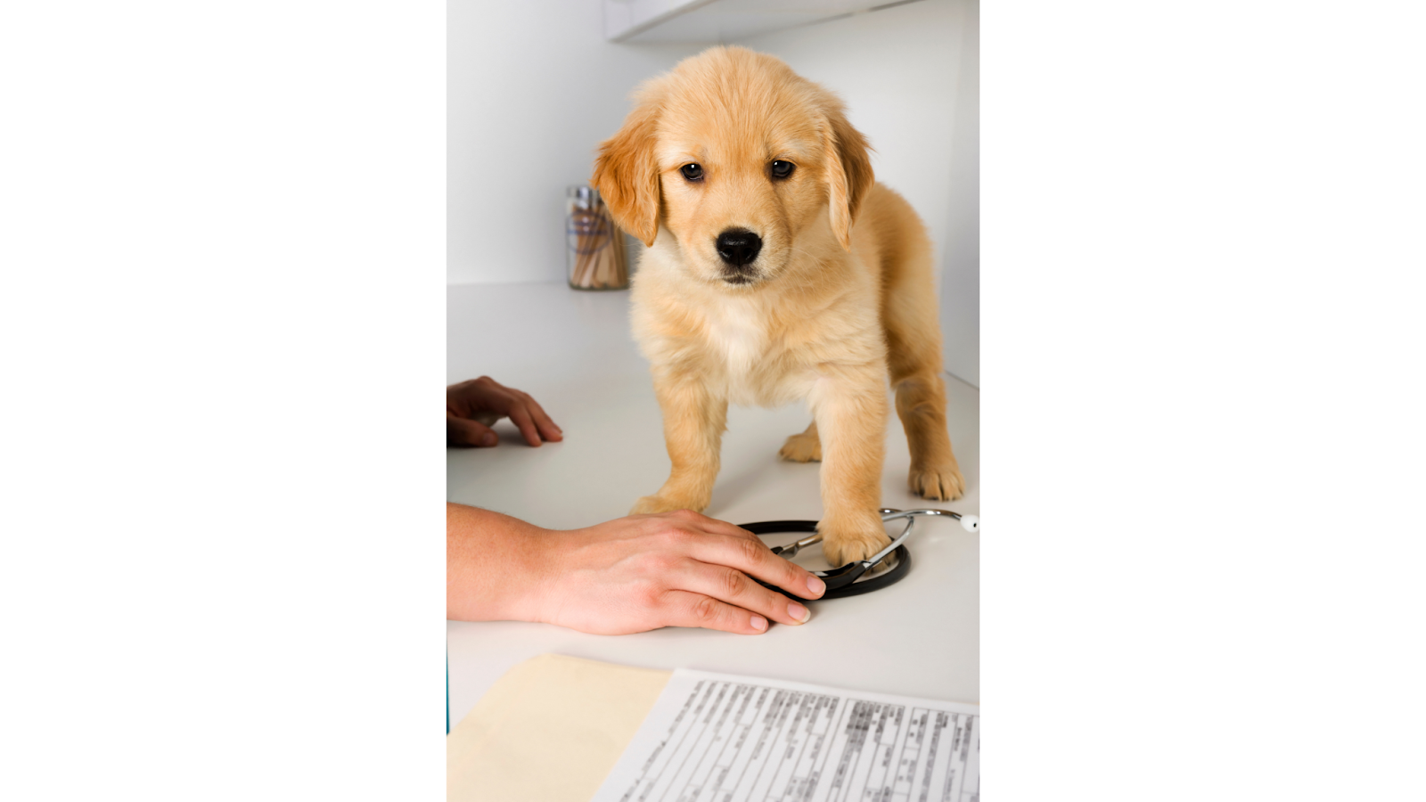 Pet insurance provides peace of mind in the event of an unexpected illness or injury.