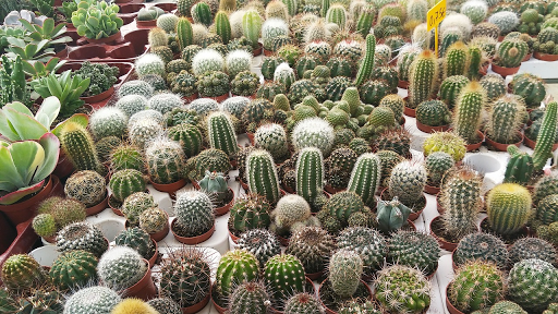 Different Types of Cactus