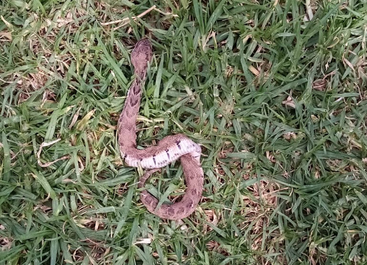 UNWELCOME VISITOR: The puff adder that bit little Riaan Deetlefs twice last Saturday was later killed by the family's dogs.