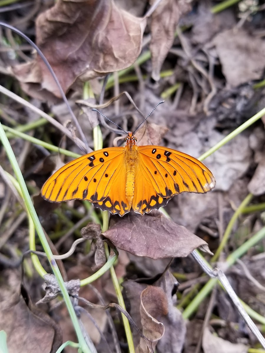 Gulf fritillary