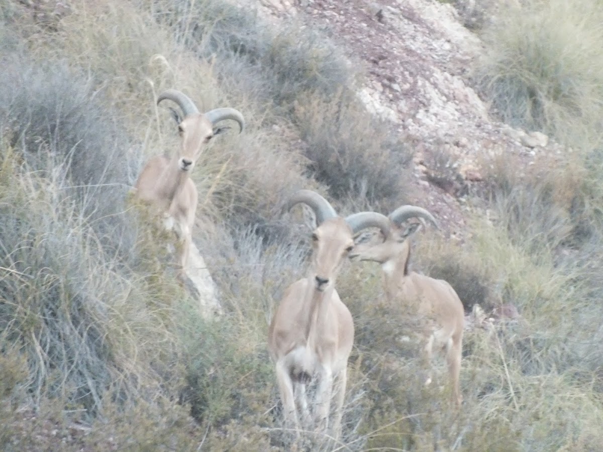 Barbary sheep