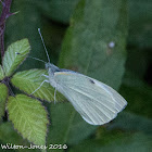 Small White