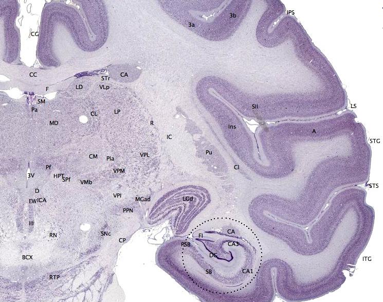 Fichier: Brainmaps-macaque-hippocampus.jpg