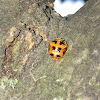 14-spotted Ladybird