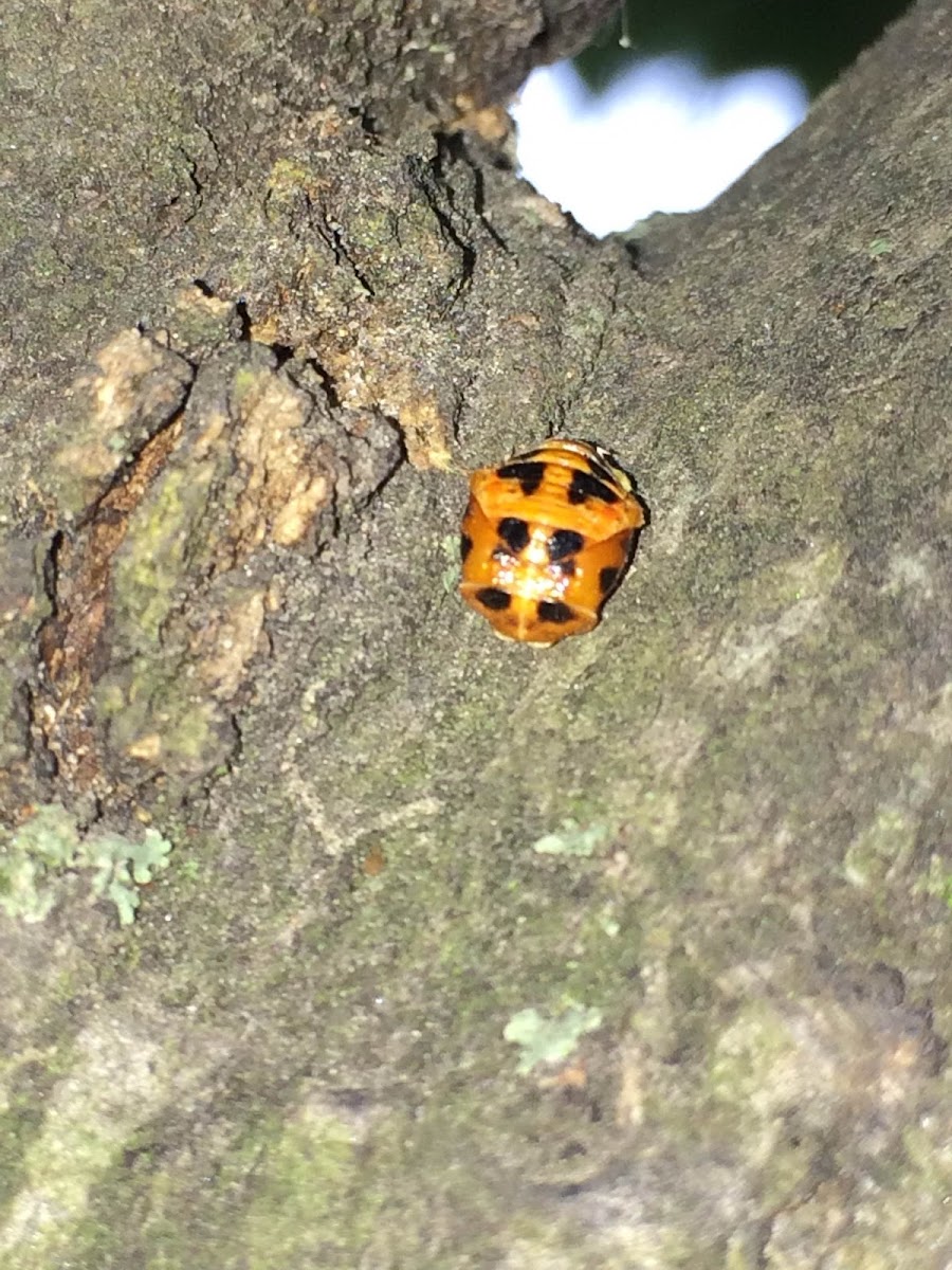 14-spotted Ladybird