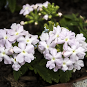 Tuscany White Verbena