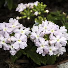 Tuscany White Verbena