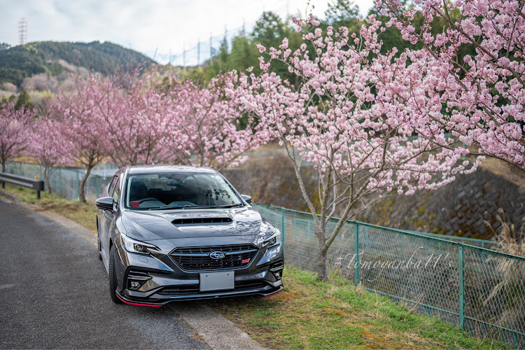 レヴォーグの春めき桜・桜コラボ・桜と愛車・朝から撮影・単焦点に関するカスタム事例の投稿画像2枚目