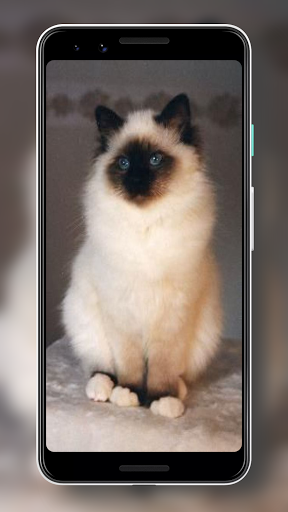 Wallpaper Kucing Lucu HD