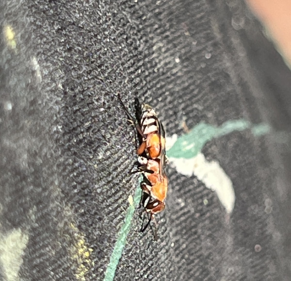 Typical Spider Wasp