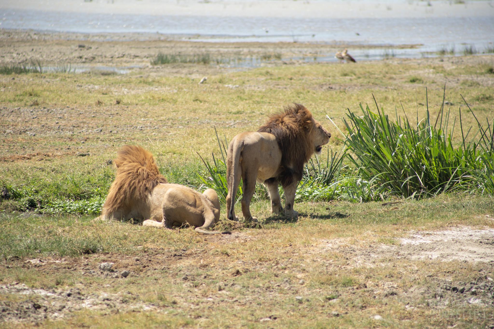 Two lions on grass