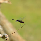 Ferruginous glider