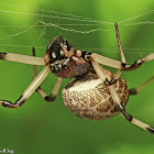 Large-jawed Spider