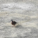 Zebra Dove