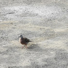 Zebra Dove