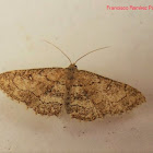 Olive Flower Moth