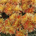 Chrysanths