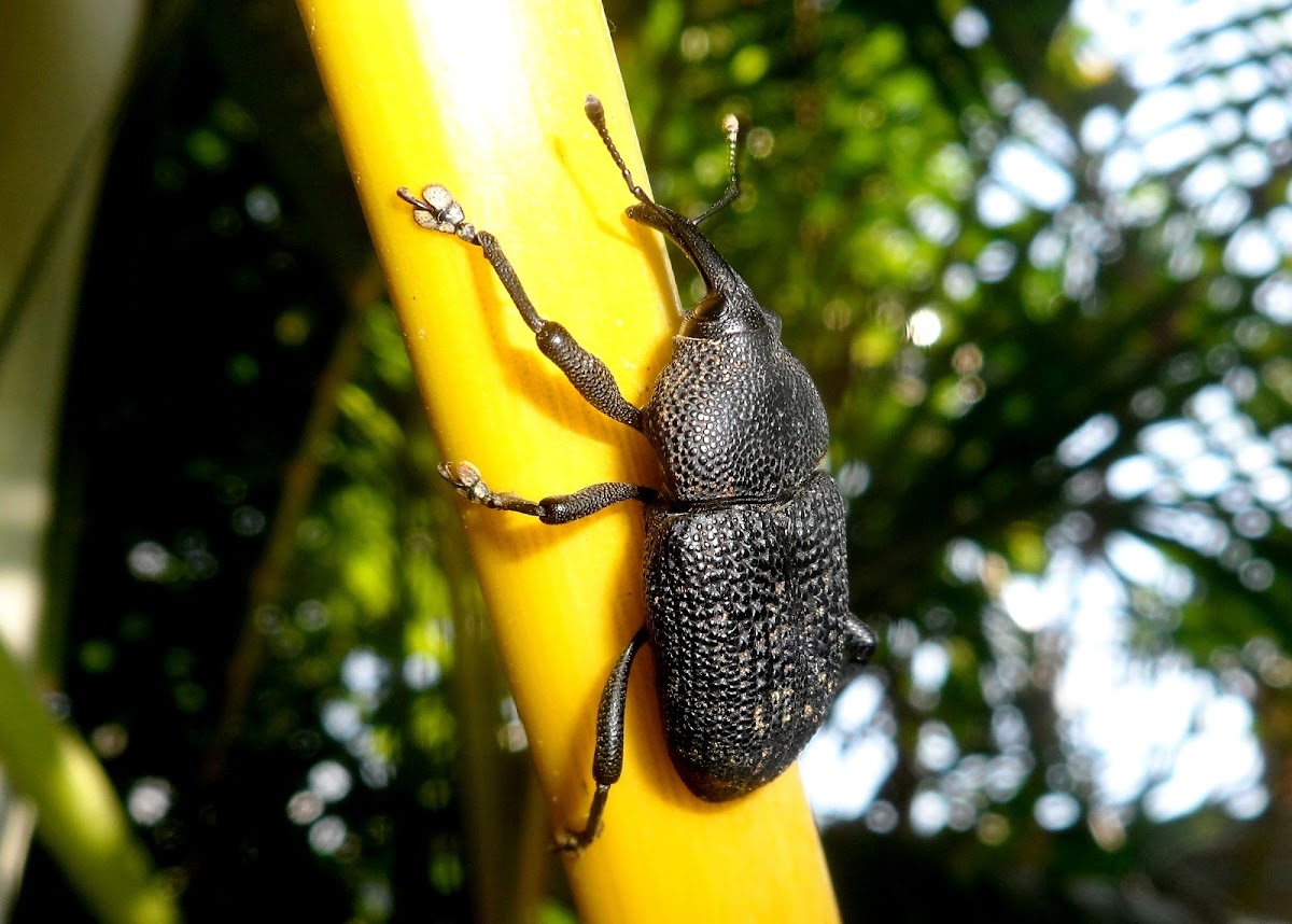 Palm Weevil