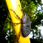 Palm Weevil