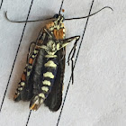 ailanthus webworm