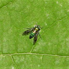 Long-legged fly