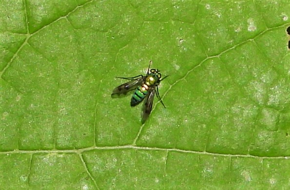 Long-legged fly