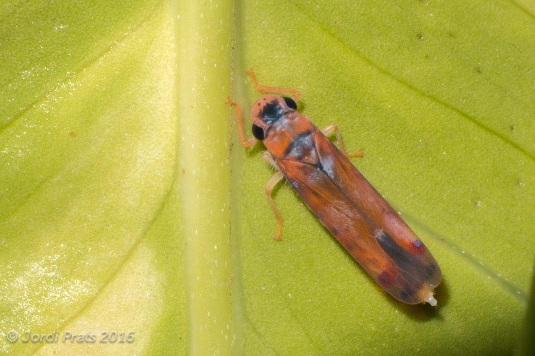 Orange sharpshooter Leafhopper