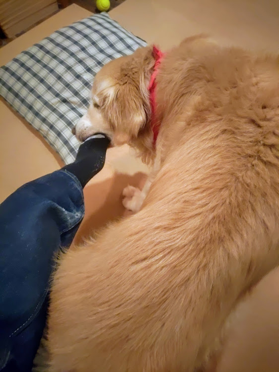 クラウンマジェスタの中華パーツ・ダンヒル・偽物・老犬・子供返りに関するカスタム事例の投稿画像7枚目